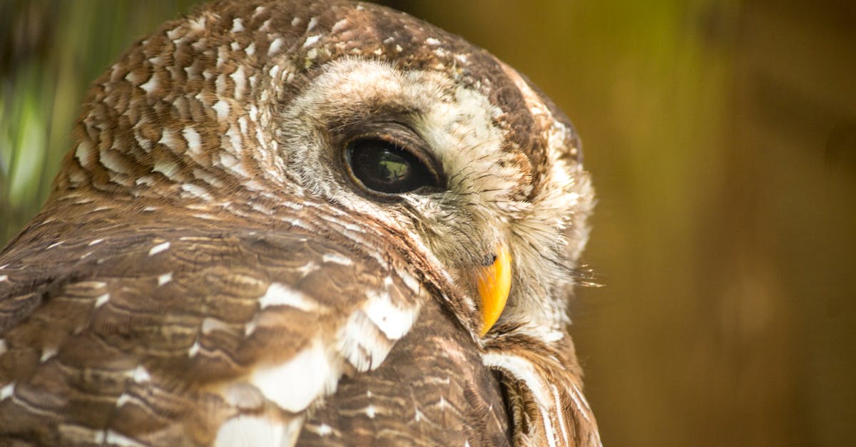 wordpress database plugins