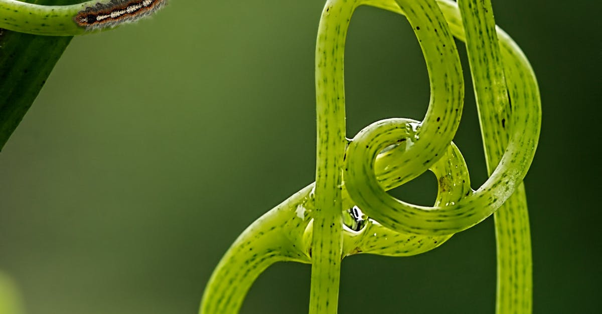 query loop wordpress