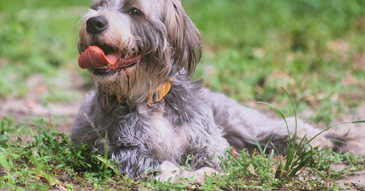 best wordpress podcast plugins