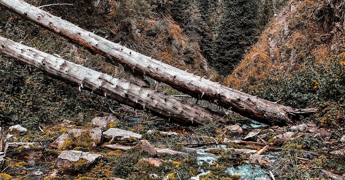 wordpress error logs