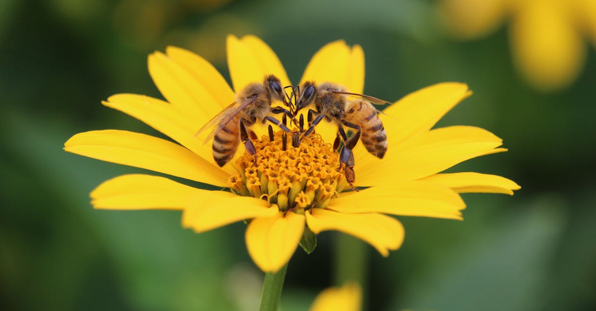 wordpress api plugin