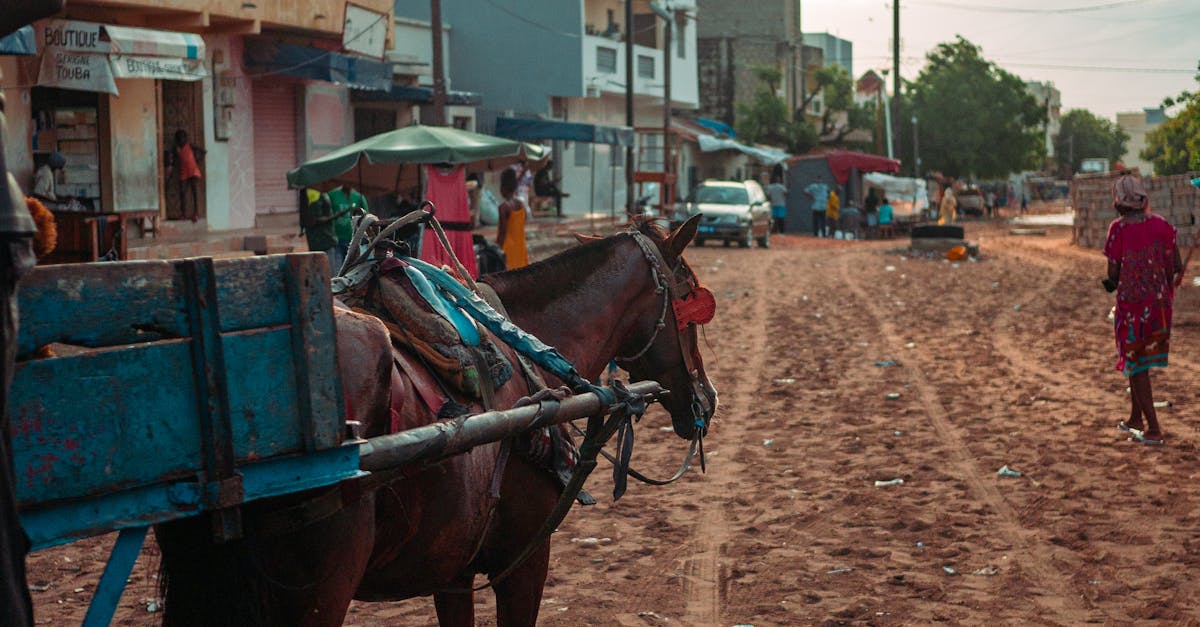 setup local wordpress environment