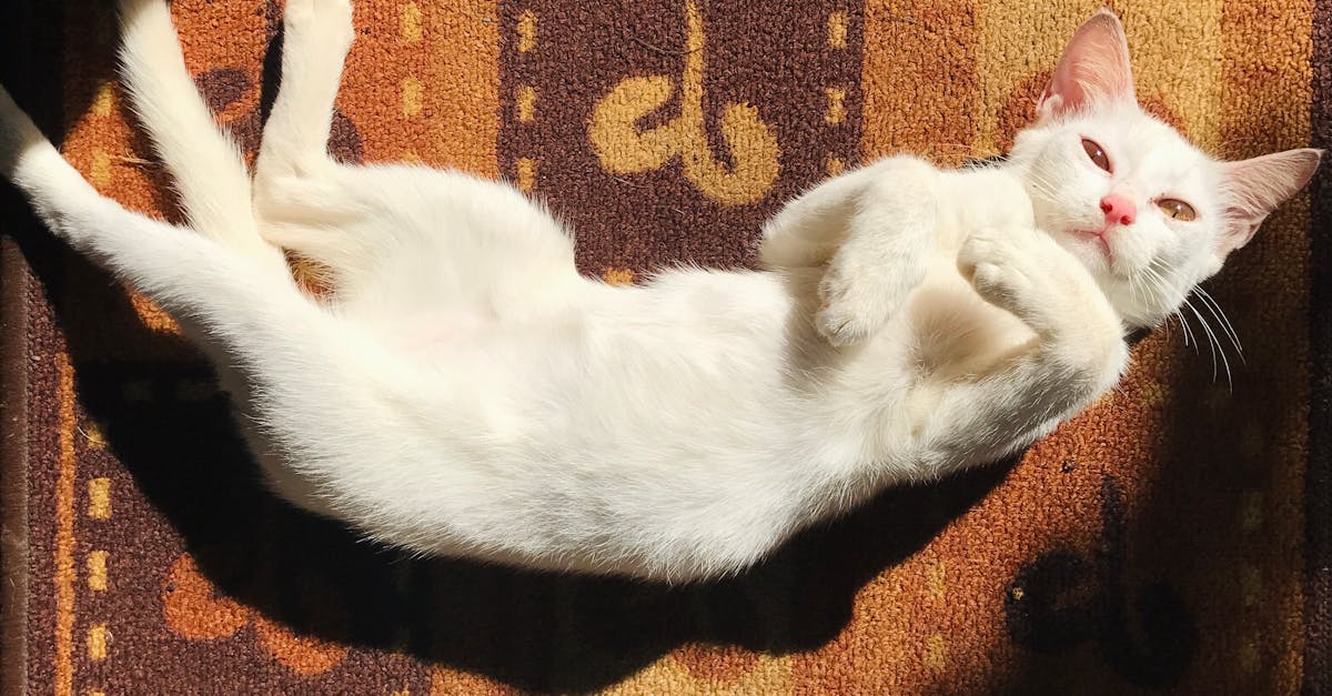 wordpress instagram embed