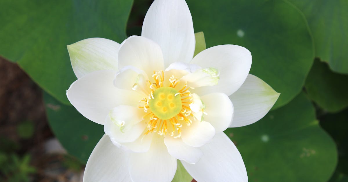 benefits of wordpress