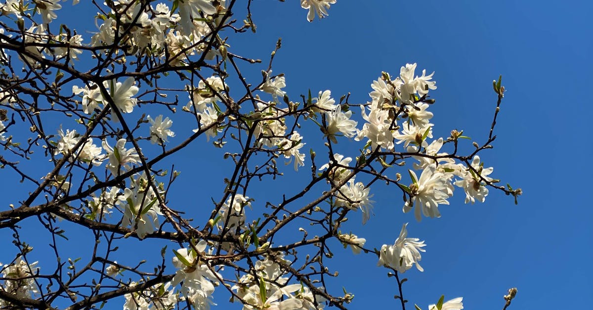 migrate from wordpress to shopify