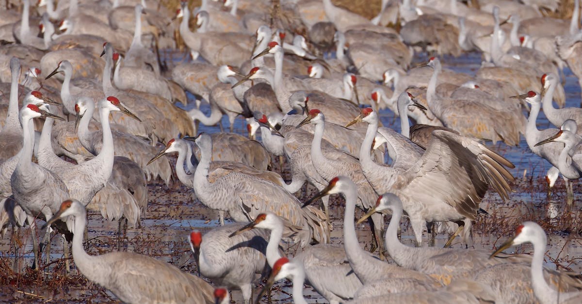 how to migrate wordpress