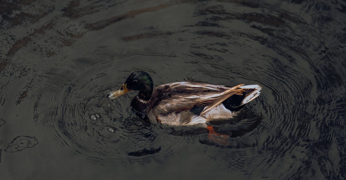 migrate website to wordpress