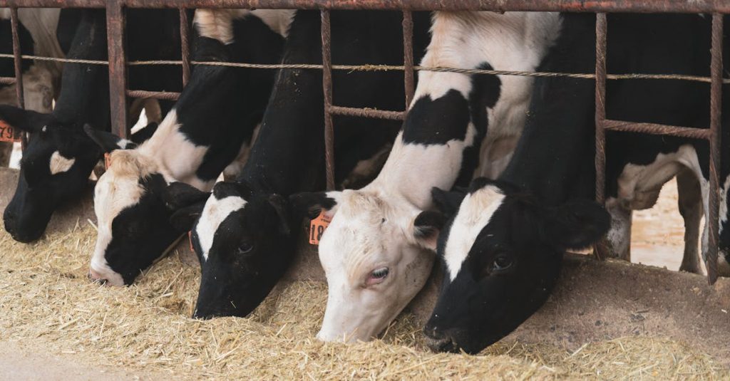 embed instagram feed wordpress