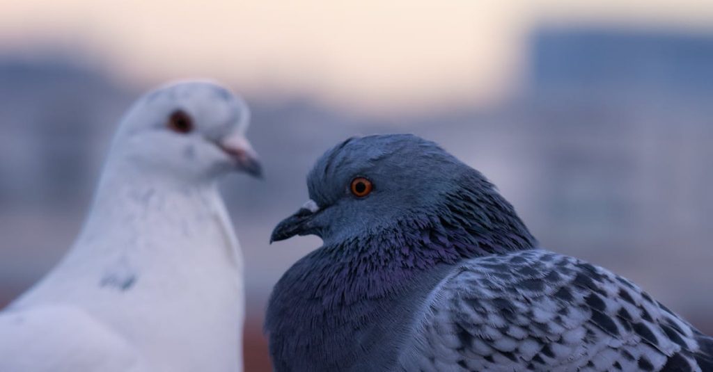 wordpress 2: visual quickstart guide pdf free download