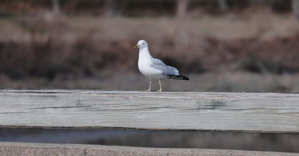 contact form wordpress plugin free