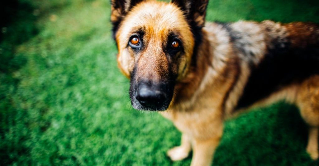 wordpress hosting security