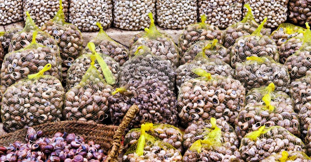 export menu wordpress