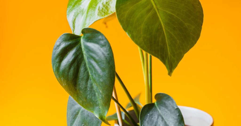 copy page in wordpress