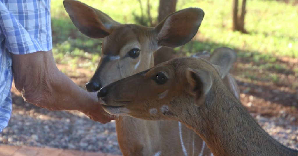 embed twitter feed wordpress