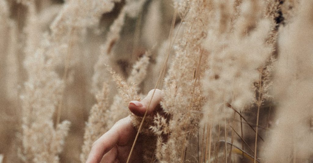 change font on wordpress